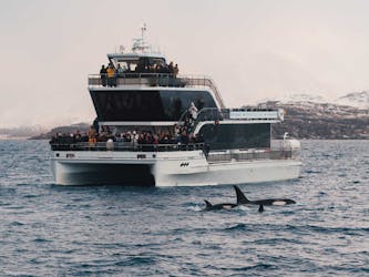 Passeio silencioso de observação de baleias em barco